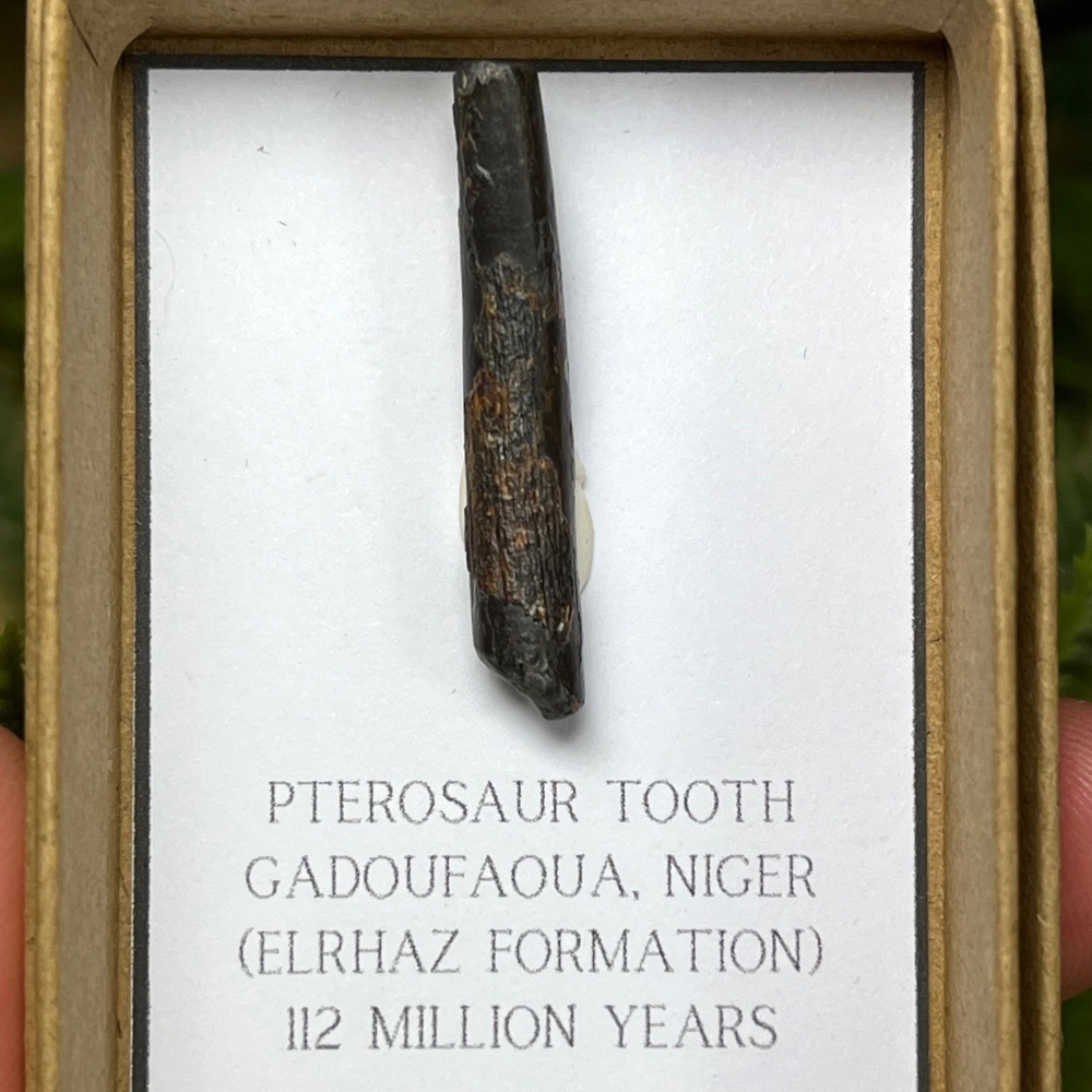 Pterosaur Tooth (ornithocheirid)