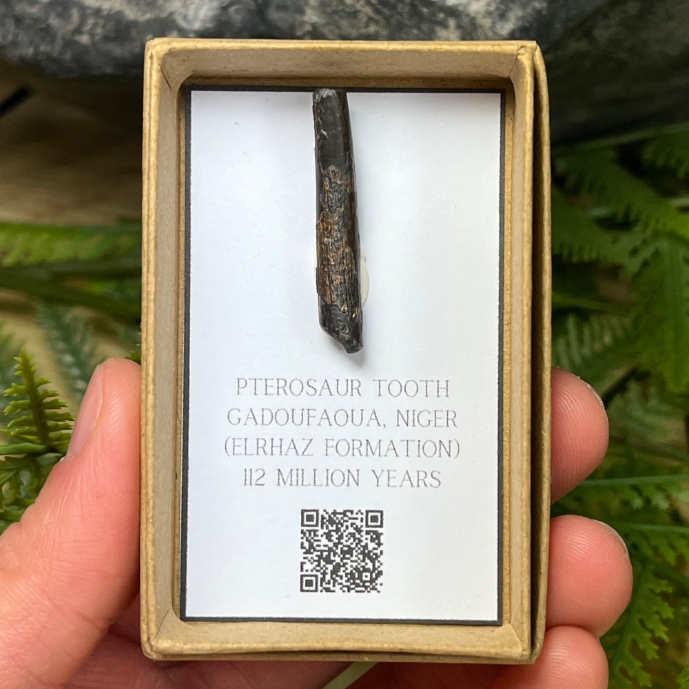 Pterosaur Tooth (ornithocheirid)