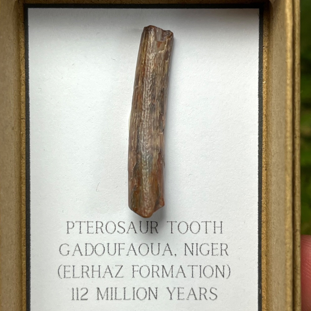 Pterosaur Tooth (ornithocheirid)