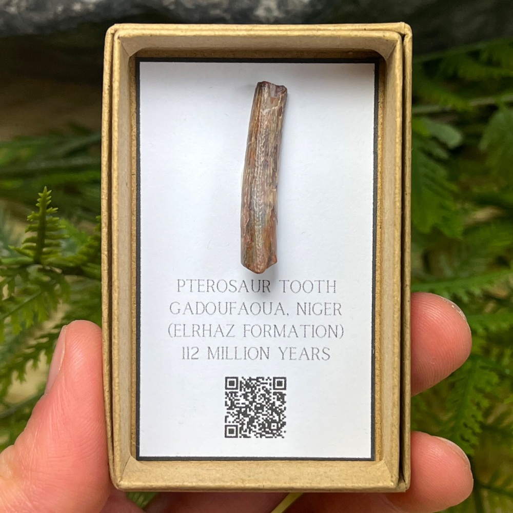 Pterosaur Tooth (ornithocheirid)