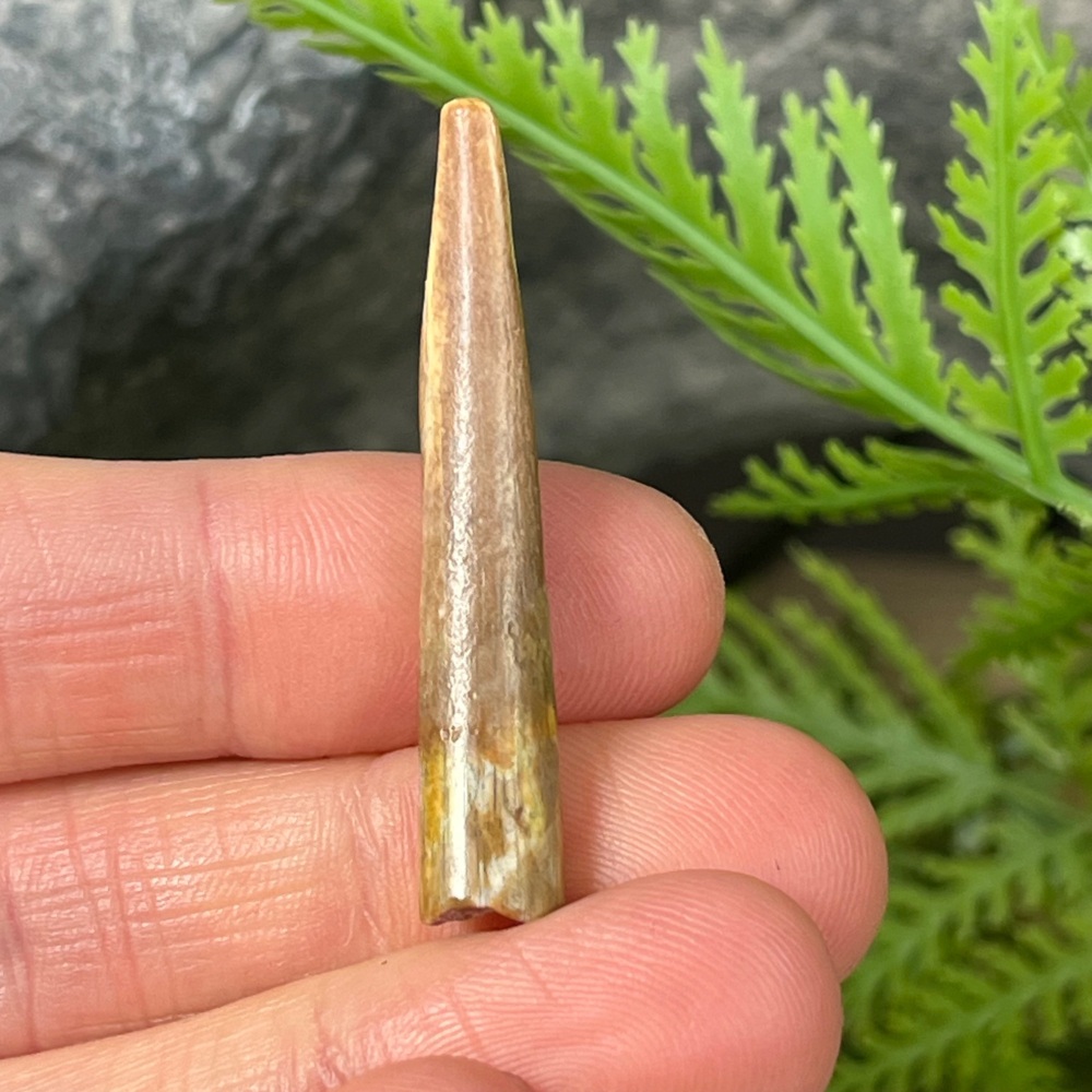 Pterosaur Tooth (ornithocheirid)