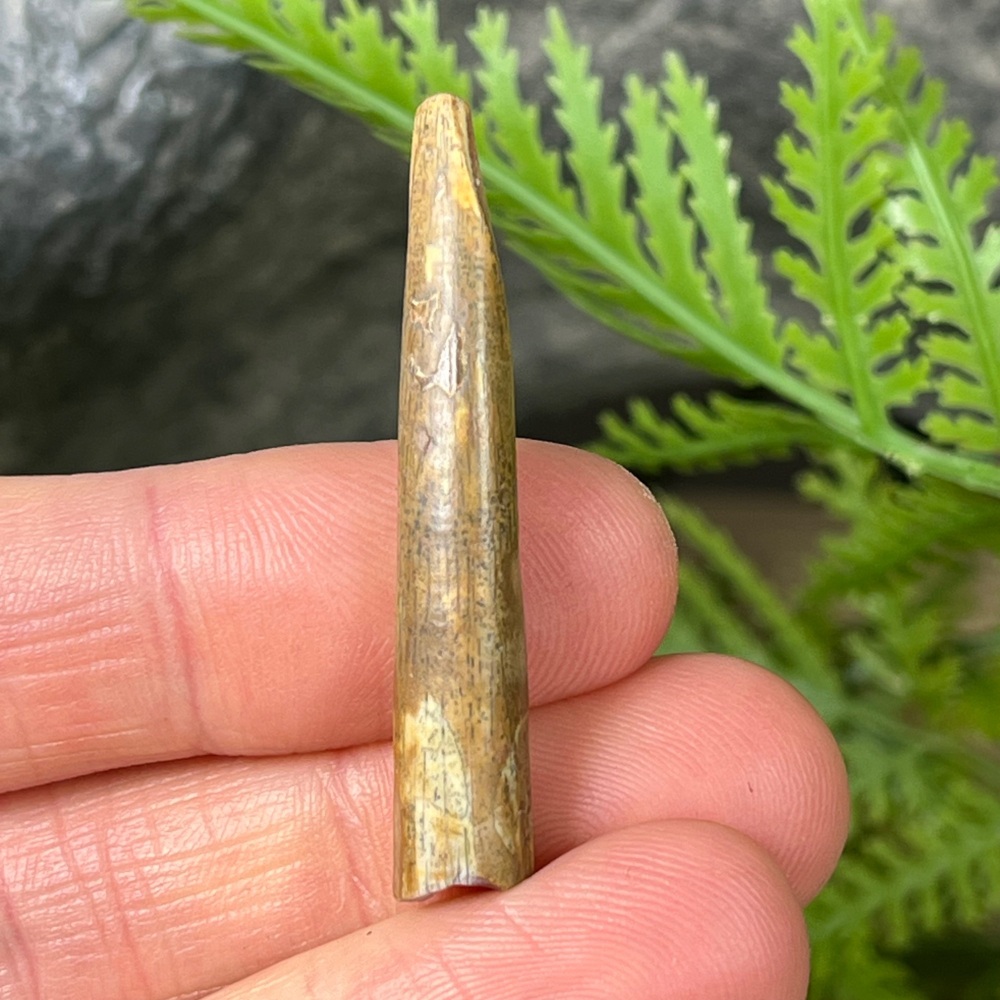 Pterosaur Tooth (ornithocheirid)