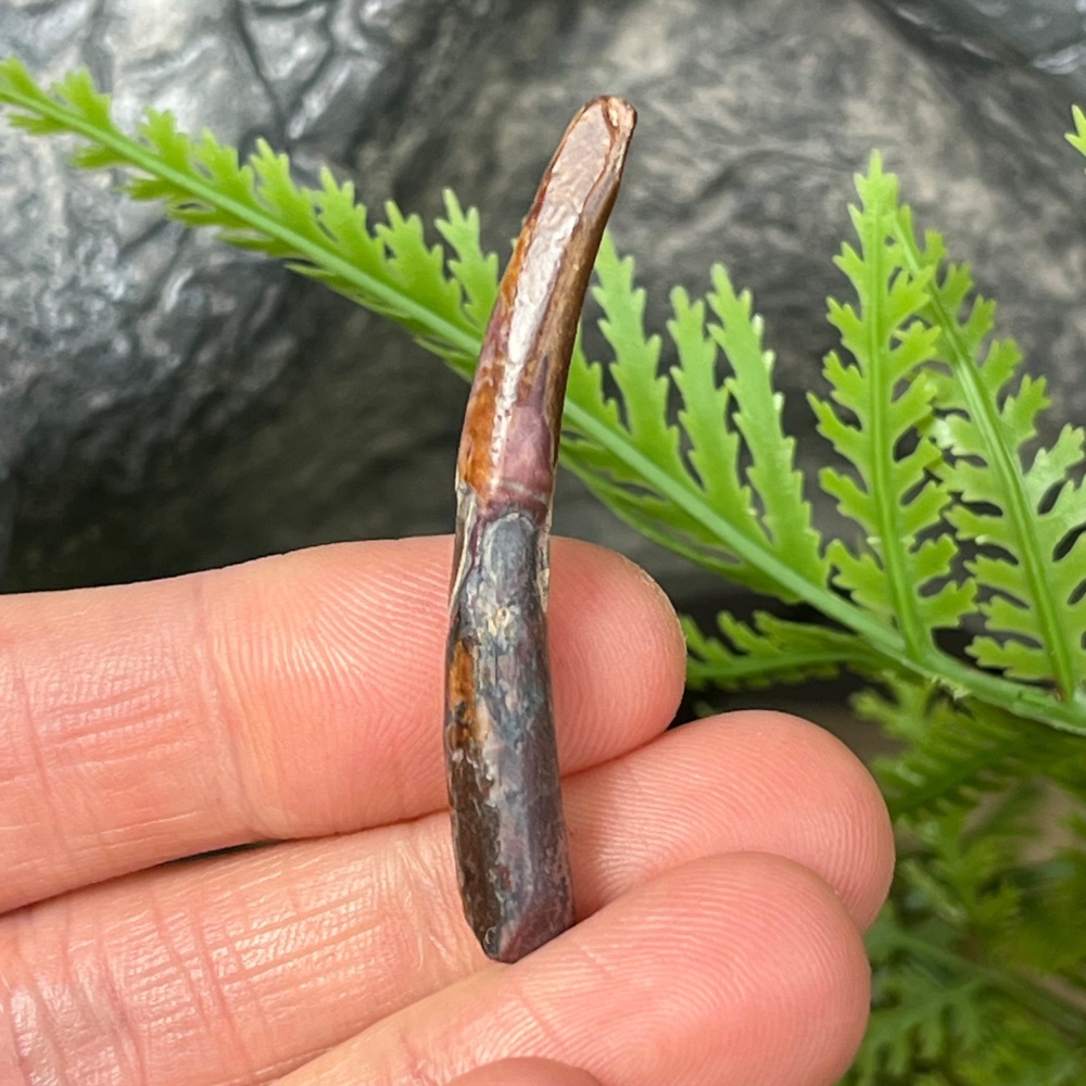 Pterosaur Tooth (ornithocheirid)