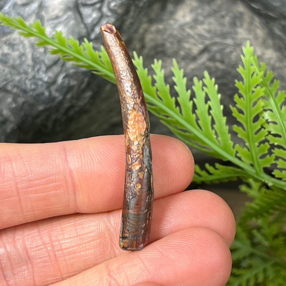 Pterosaur Tooth (ornithocheirid)