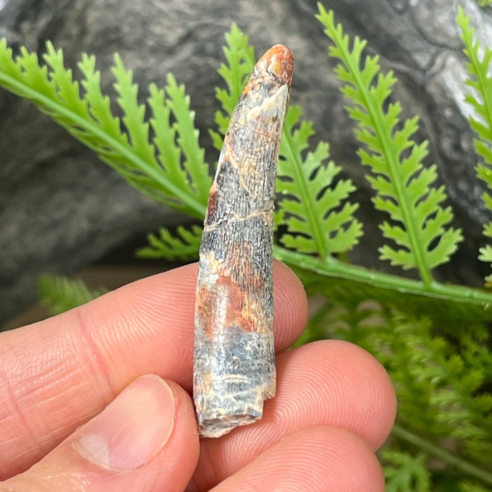 Pterosaur Tooth (ornithocheirid)