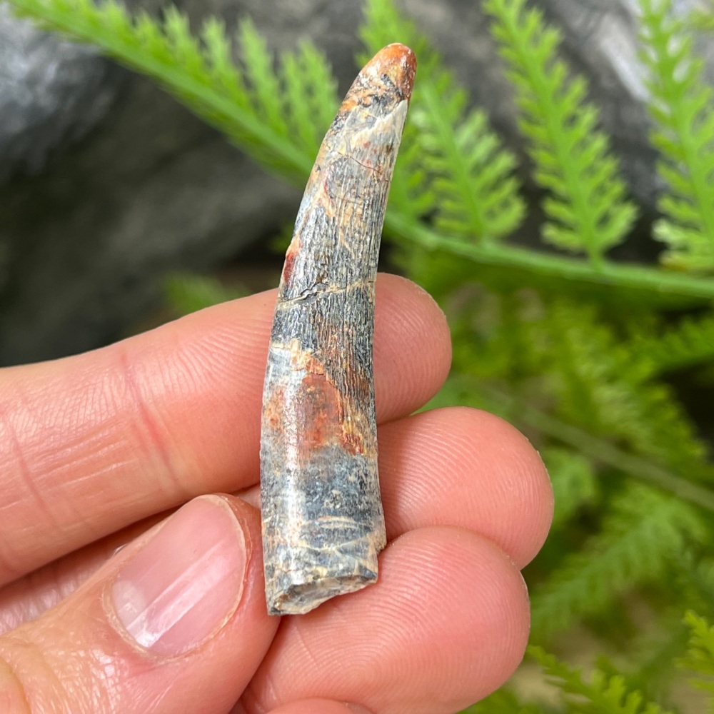 Pterosaur Tooth (ornithocheirid)