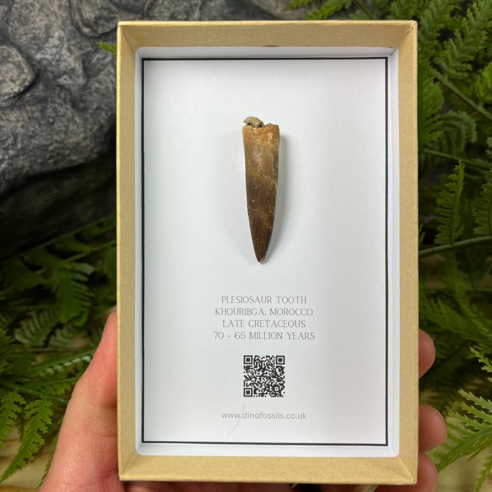 Plesiosaur tooth