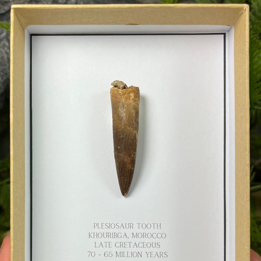 Pleiosaur tooth