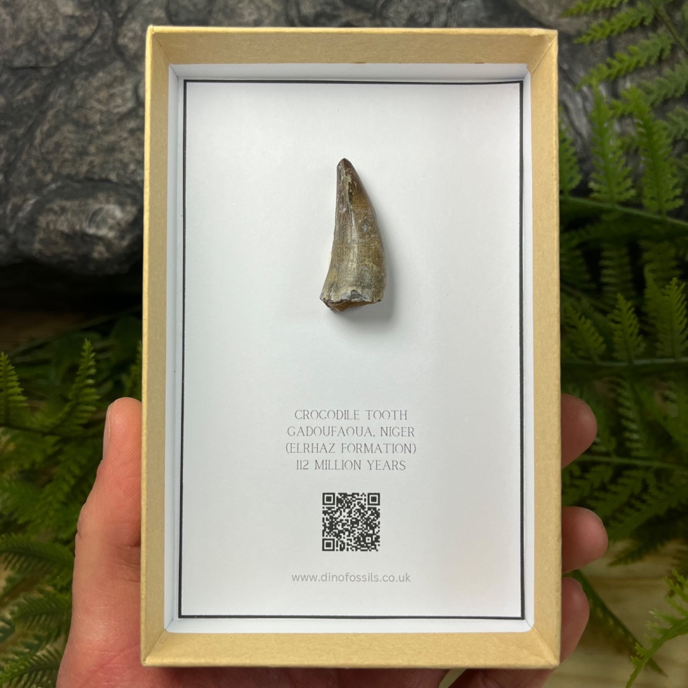 Crocodile Tooth