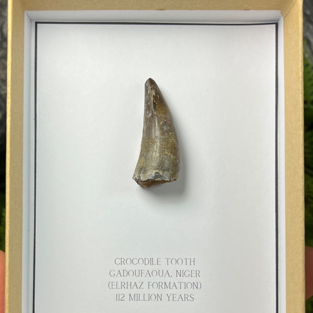 Crocodile Tooth