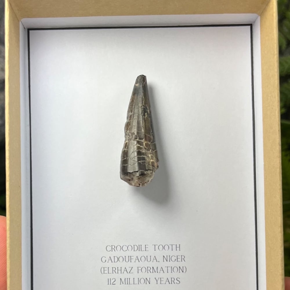 Crocodile Tooth