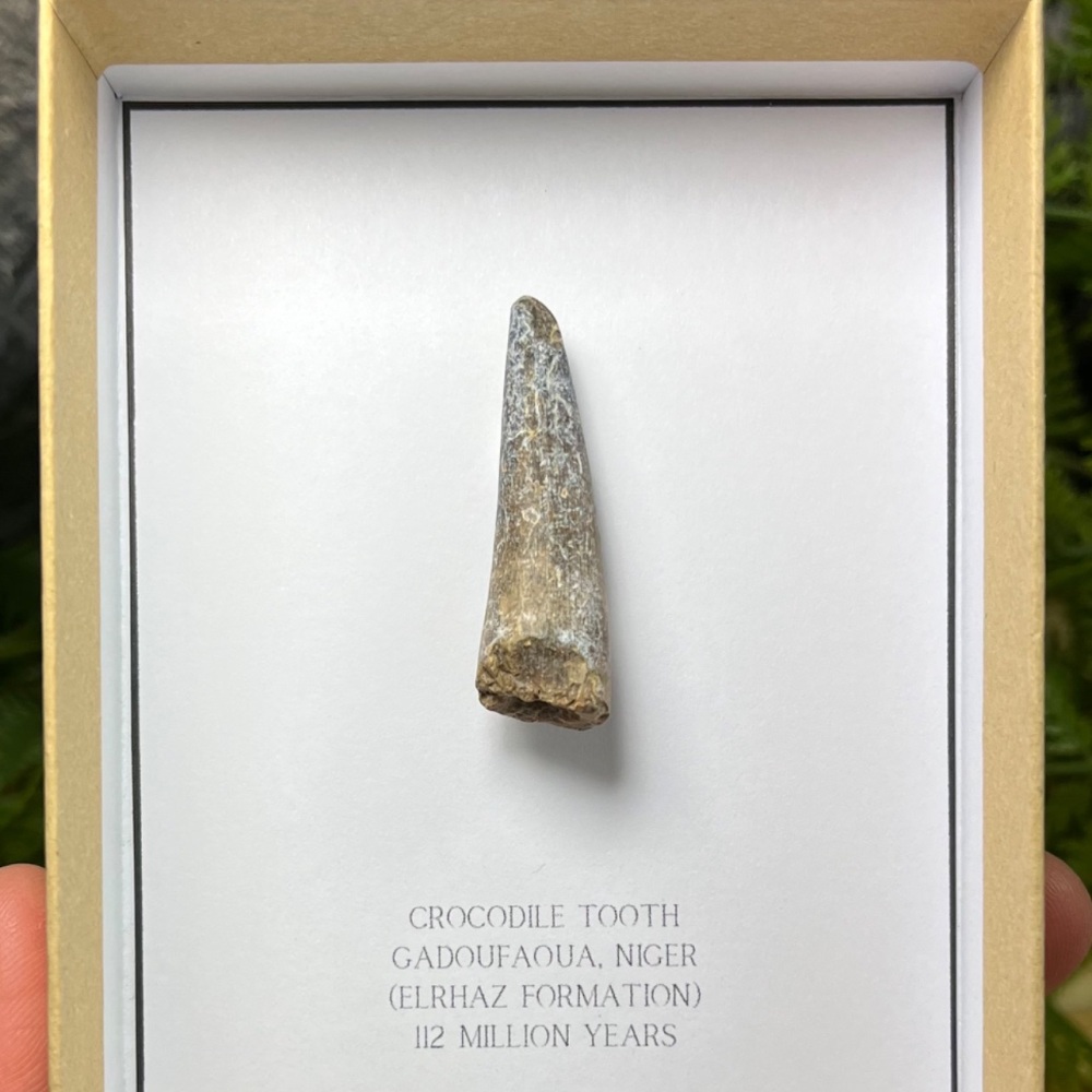 Crocodile Tooth