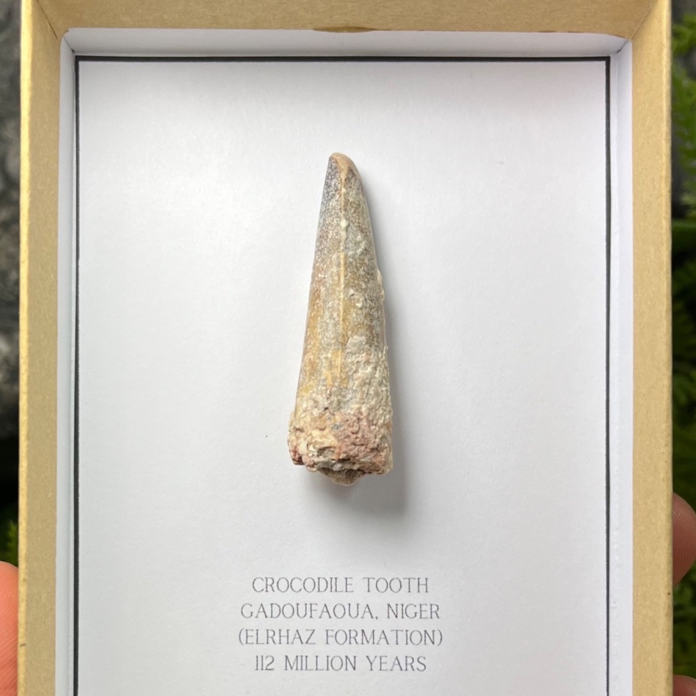 Crocodile Tooth