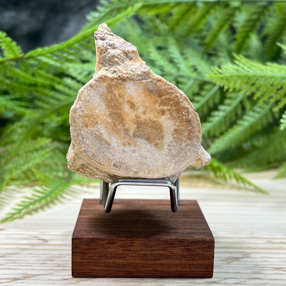 Plesiosaur Vertebra