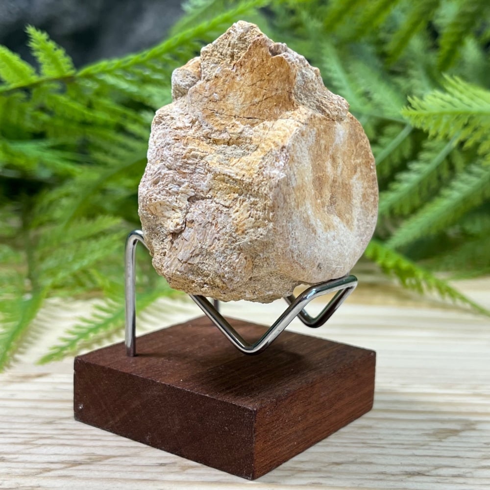 Plesiosaur Vertebra