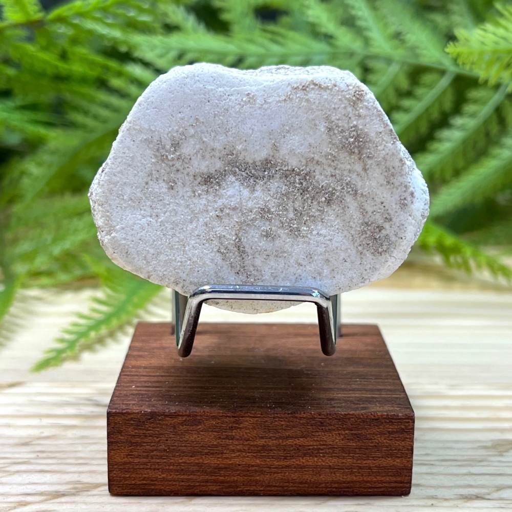 Plesiosaur Vertebra