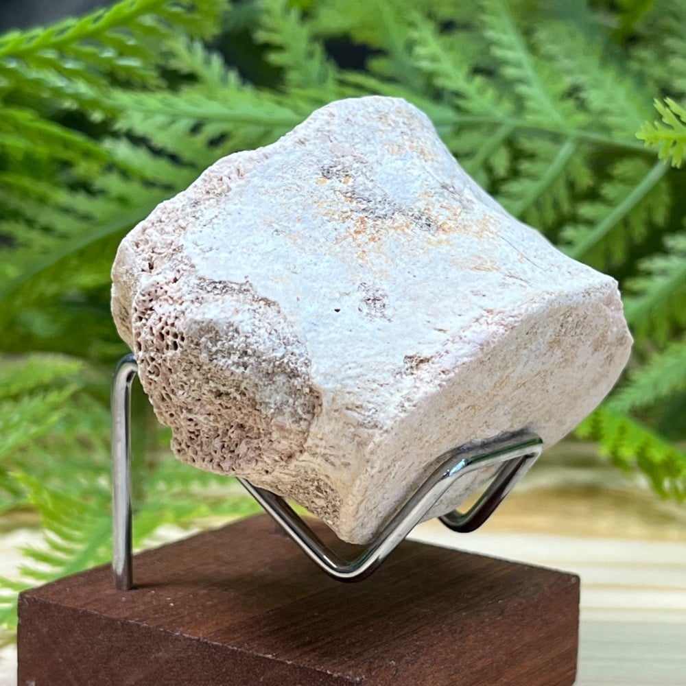 Plesiosaur Vertebra