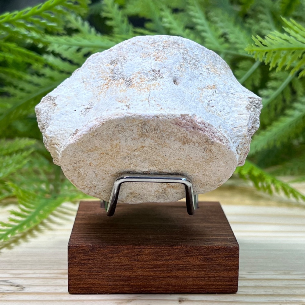 Plesiosaur Vertebra