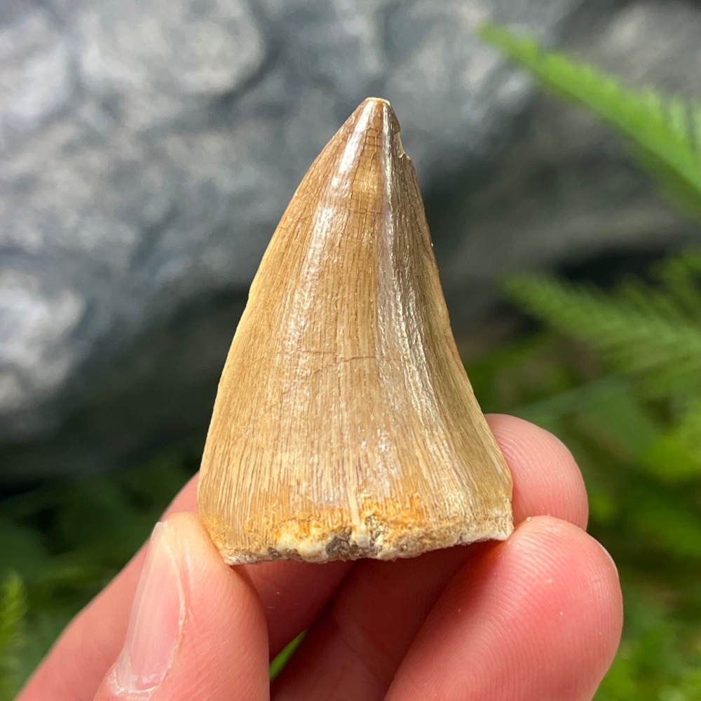 Mosasaur tooth