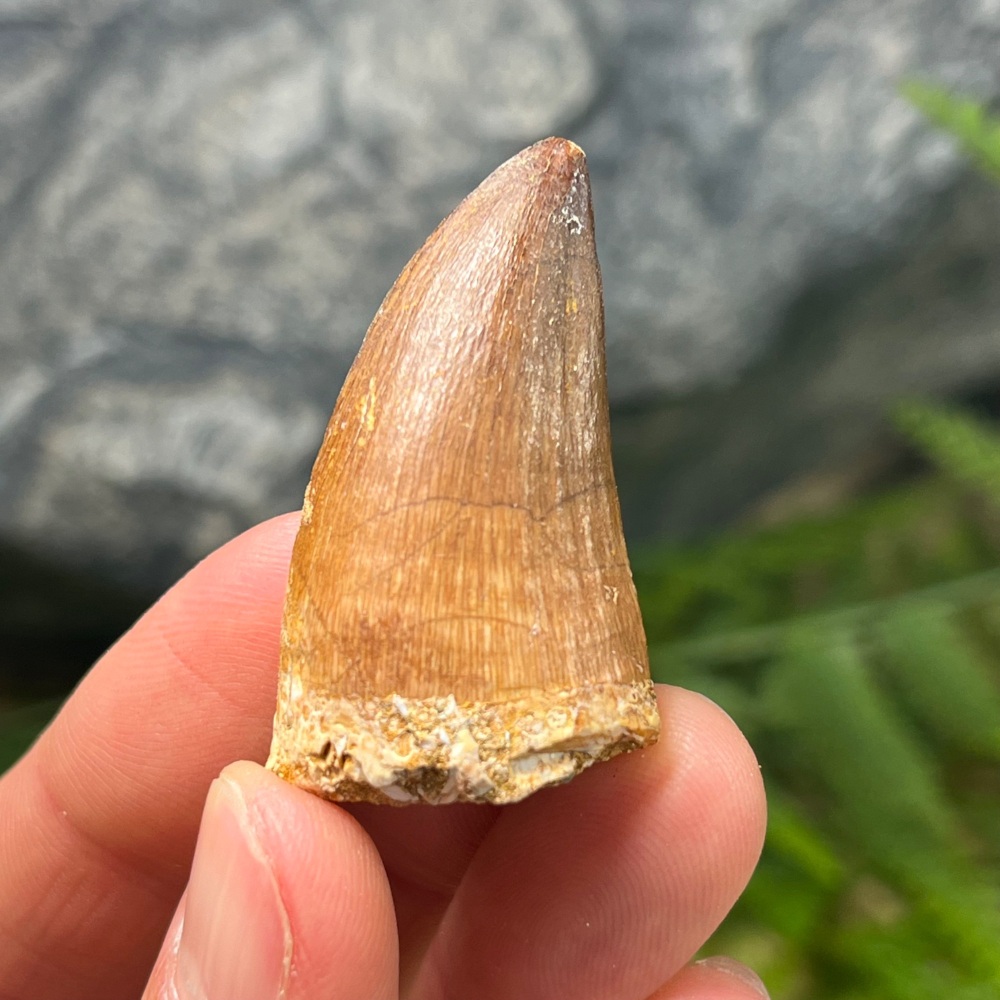 Mosasaur tooth