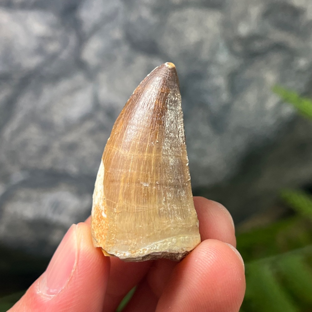 Mosasaur tooth
