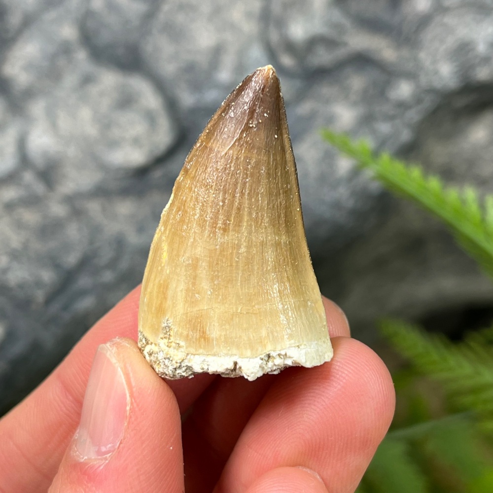 Mosasaur tooth
