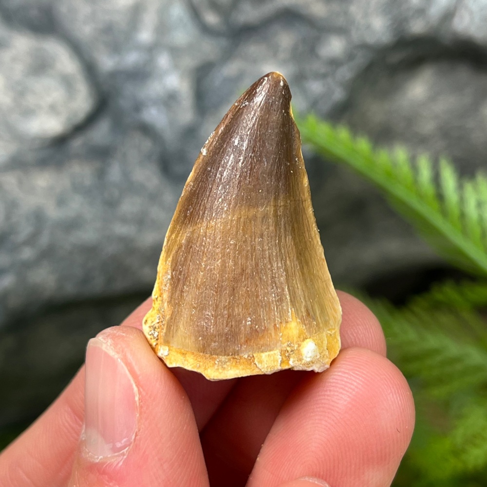 Mosasaur tooth