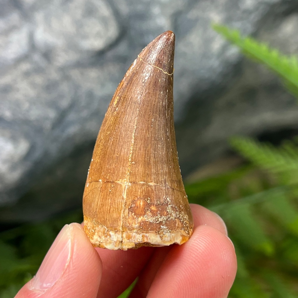 Mosasaur tooth