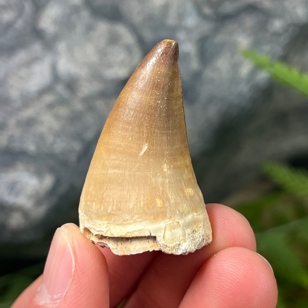Mosasaur tooth