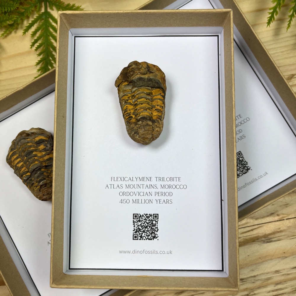 Trilobite (Flexicalymene)