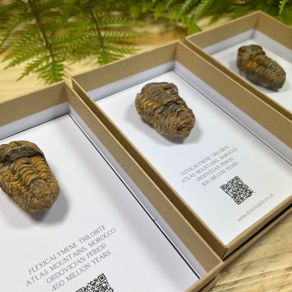Trilobite (Flexicalymene)