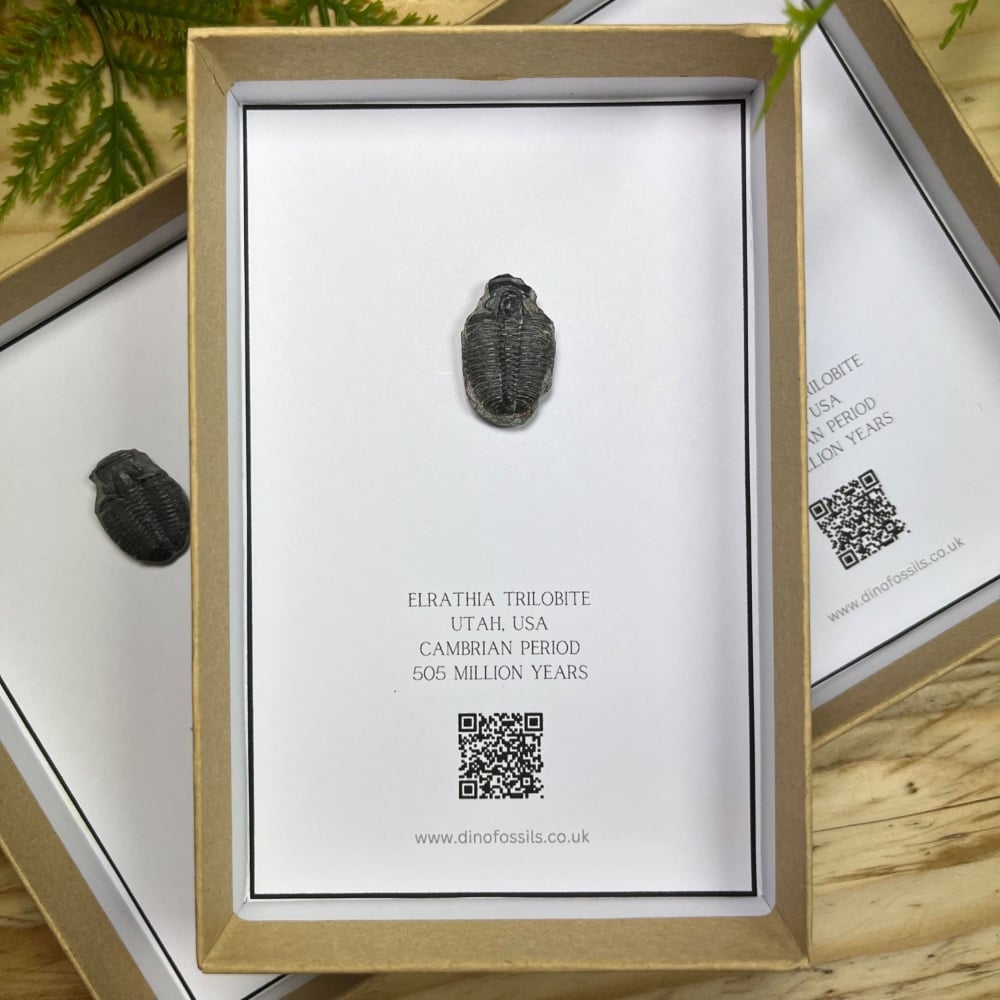 Trilobite (Flexicalymene)