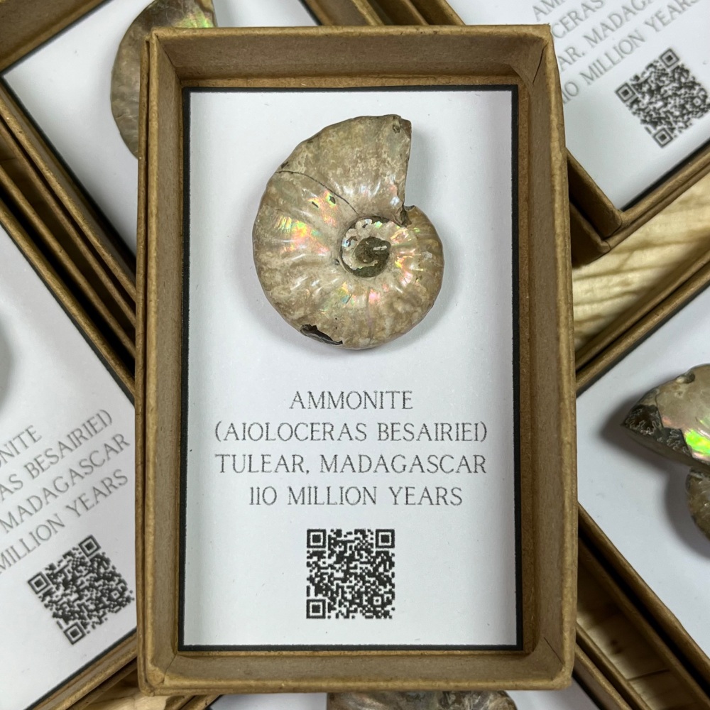 Ammonite (Aioloceras)