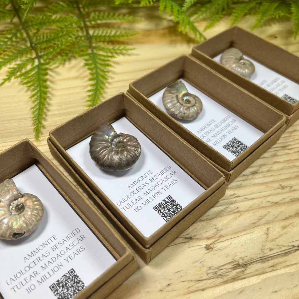 Ammonite (Aioloceras)