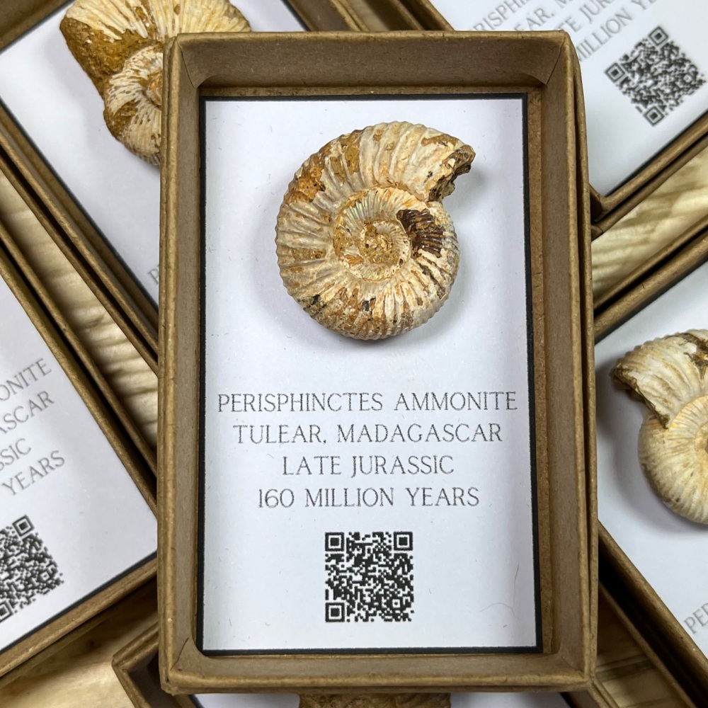 Ammonite (Perisphinctes)