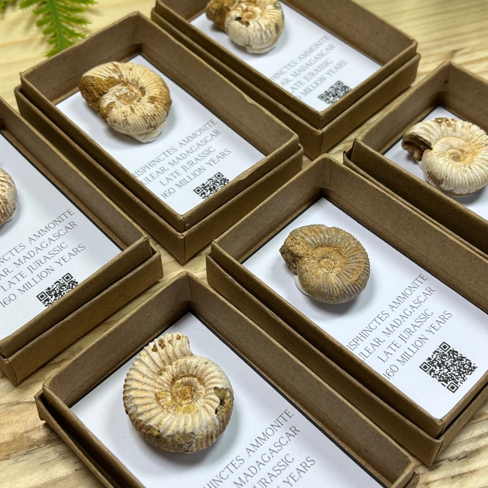 Ammonite (Perisphinctes)