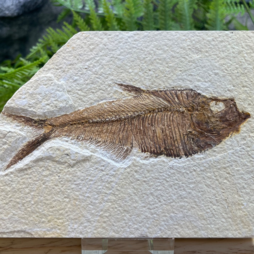 Fossil Fish (Diplomystus)