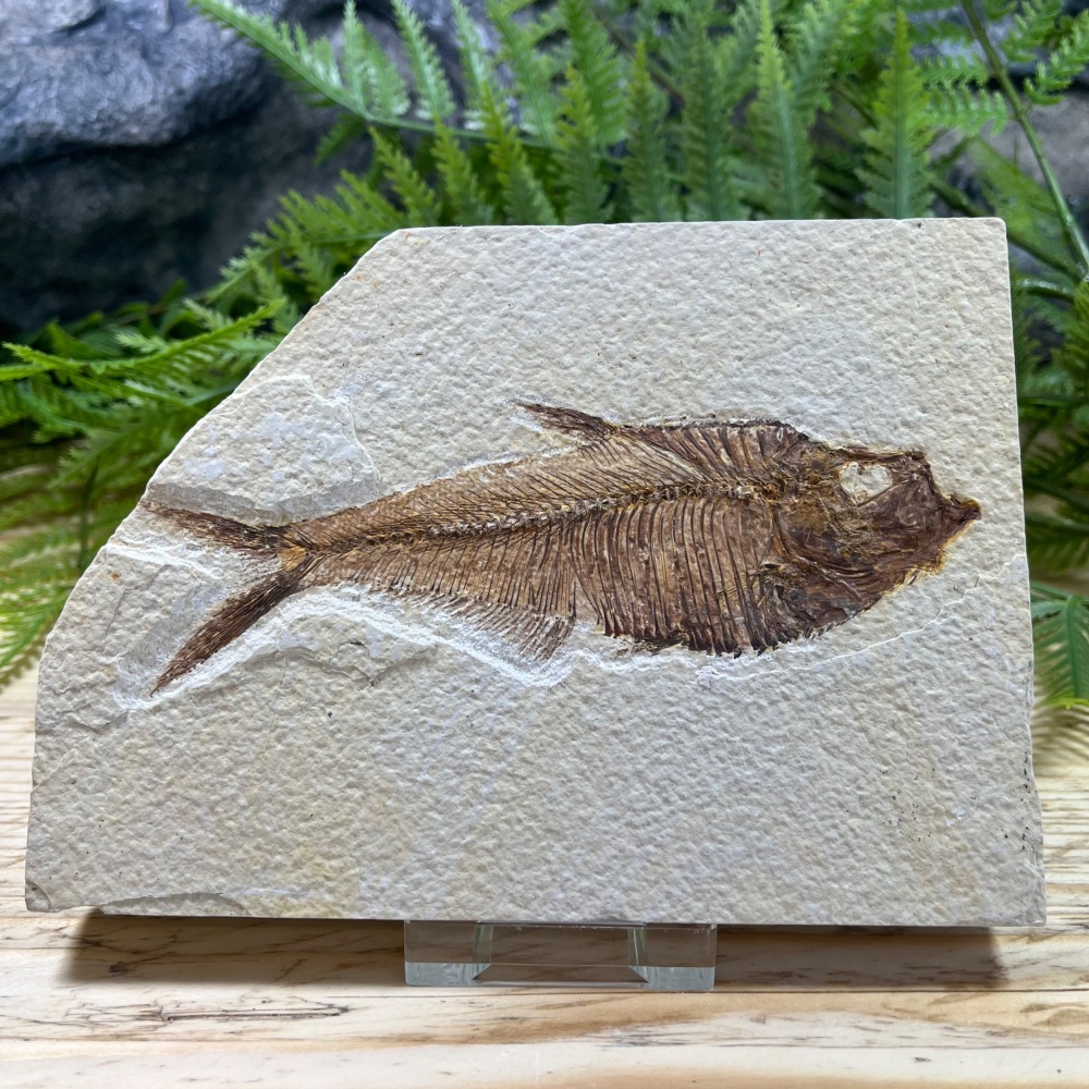 Fossil Fish (Diplomystus)