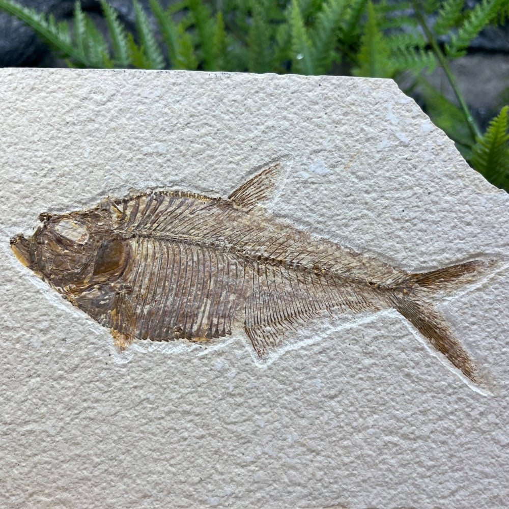 Fossil Fish (Diplomystus)