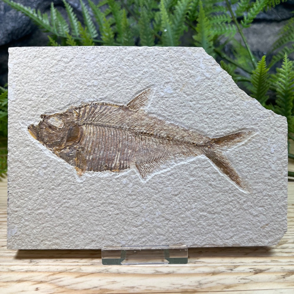 Fossil Fish (Diplomystus)