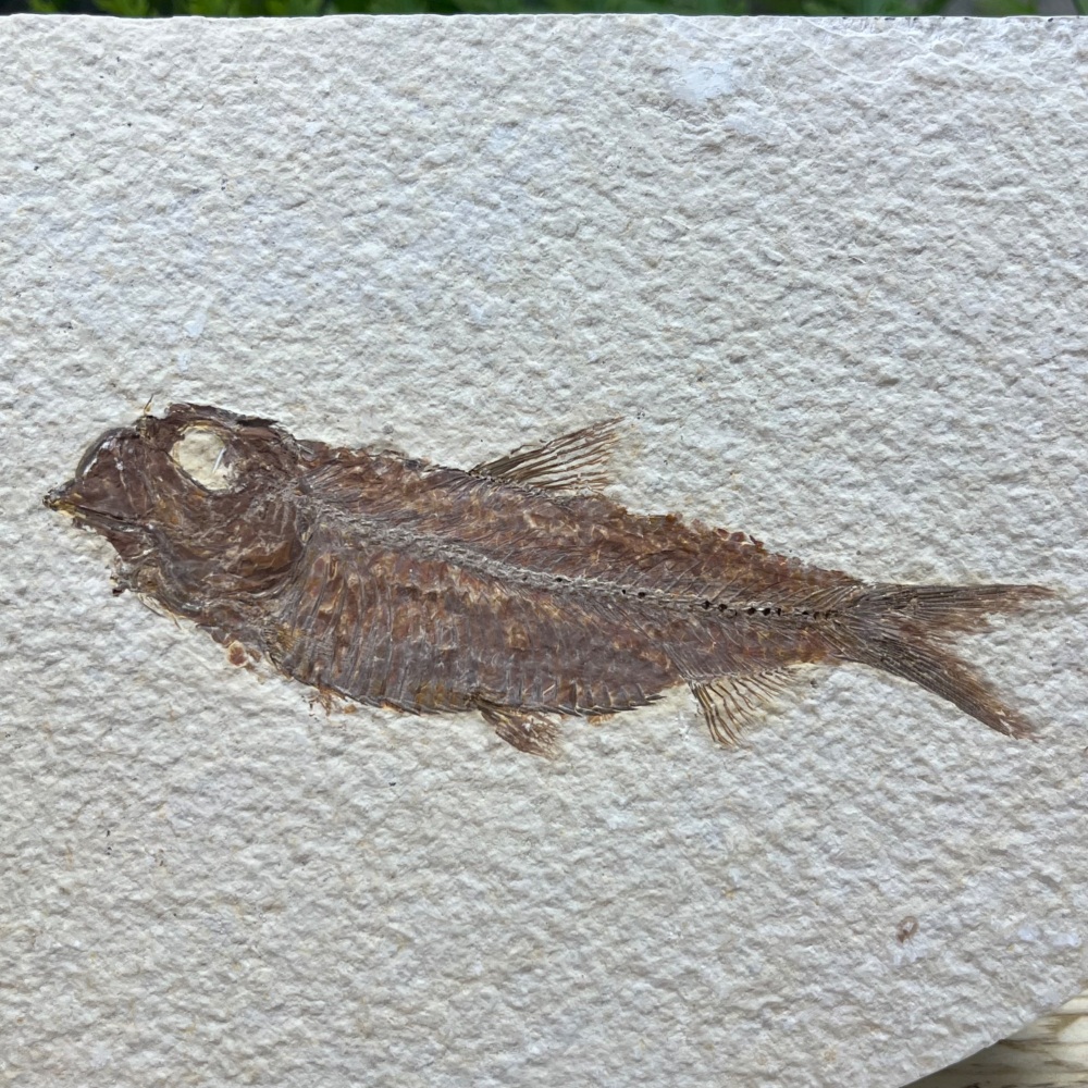 Fossil Fish (Knightia)