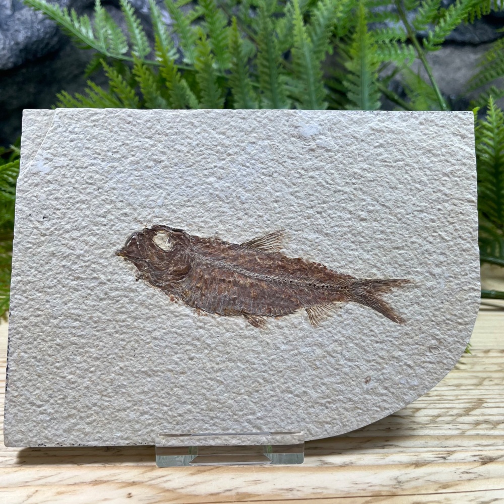 Fossil Fish (Knightia)