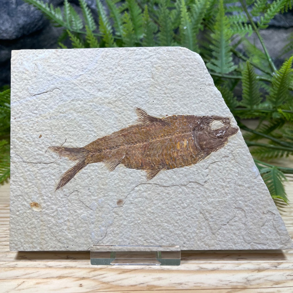 Fossil Fish (Knightia)