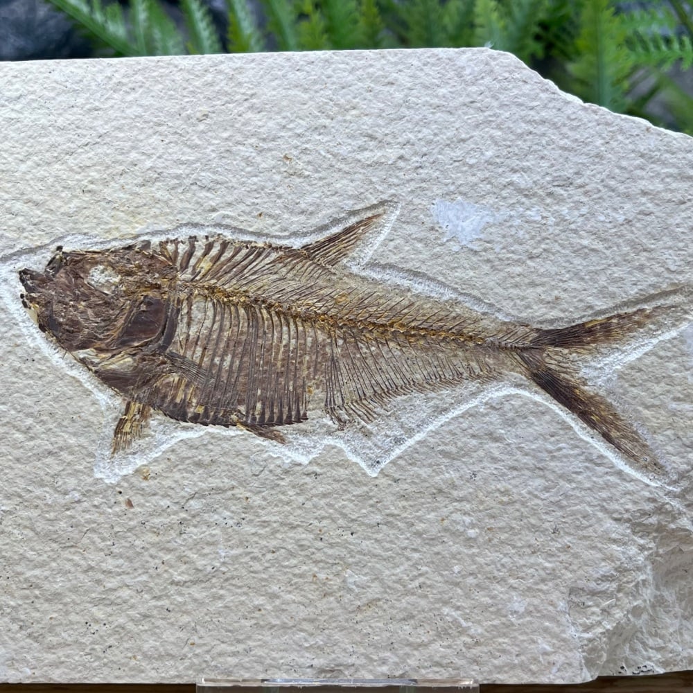 Fossil Fish (Diplomystus)