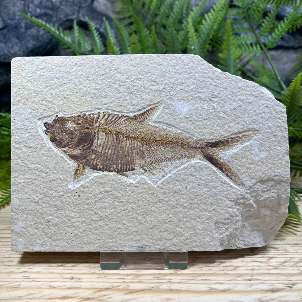 Fossil Fish (Diplomystus)
