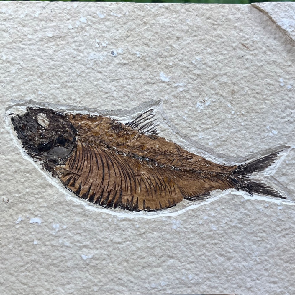 Fossil Fish (Knightia)