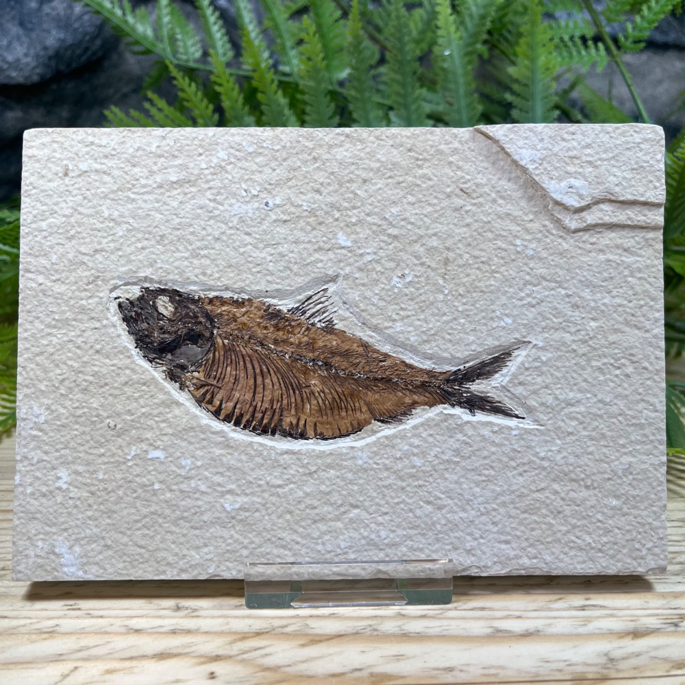 Fossil Fish (Knightia)