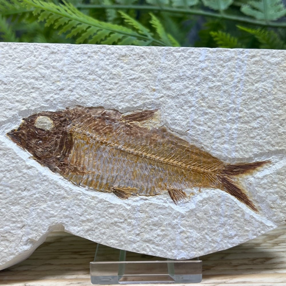 Fossil Fish (Knightia)