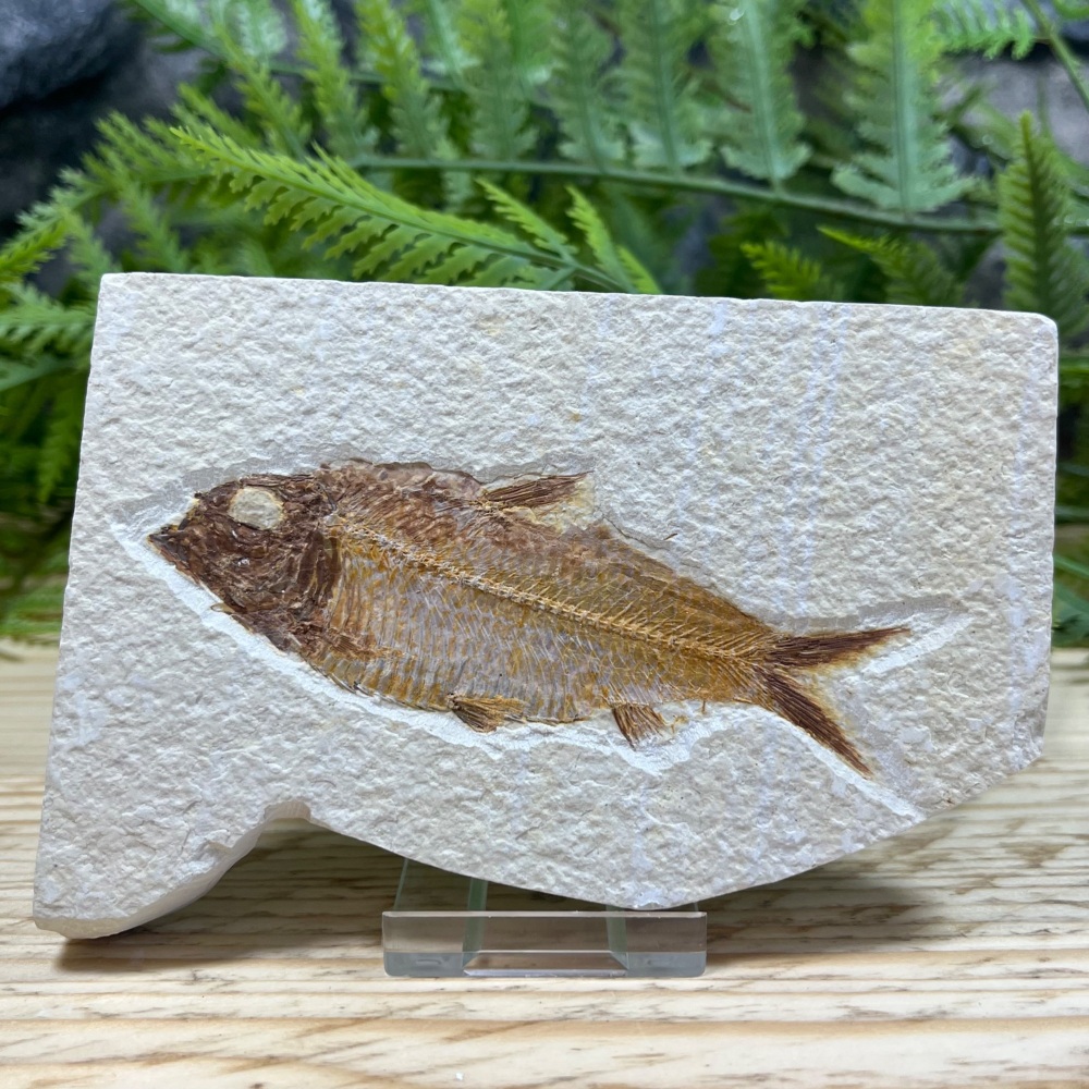 Fossil Fish (Knightia)