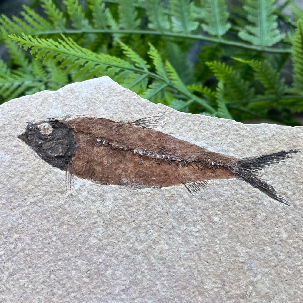 Fossil Fish (Knightia)